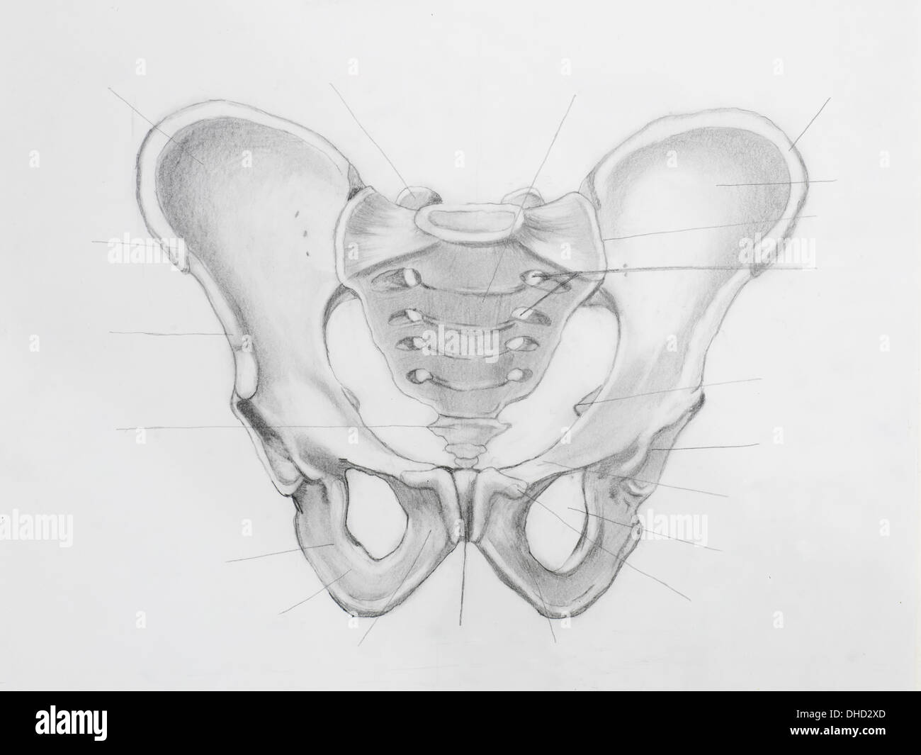 Dettaglio delle ossa del bacino disegno a matita su carta bianca Foto Stock