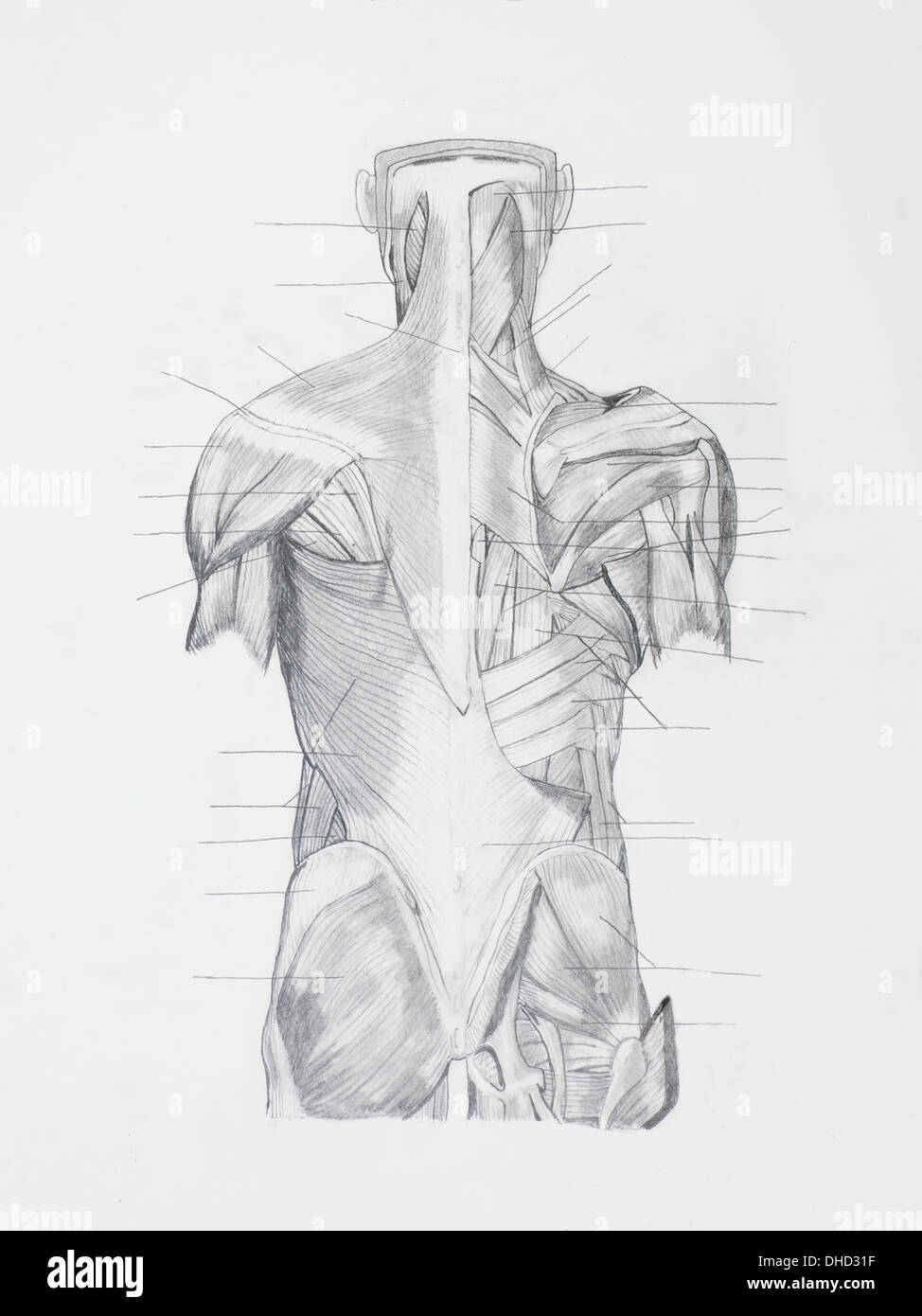 Dettaglio della schiena muscoli hunam disegno a matita su carta bianca Foto Stock