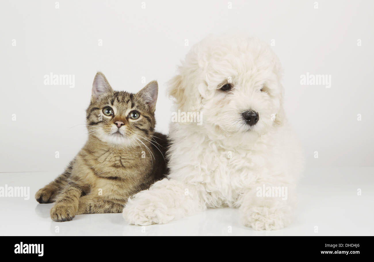 Di cane e di gatto isolato su bianco Foto Stock
