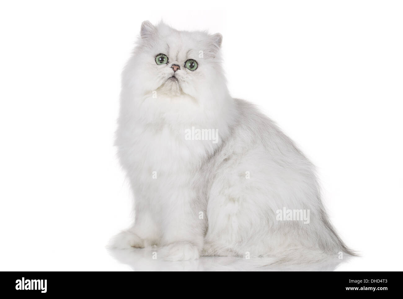 Chinchilla gatto persiano isolato su bianco Foto Stock