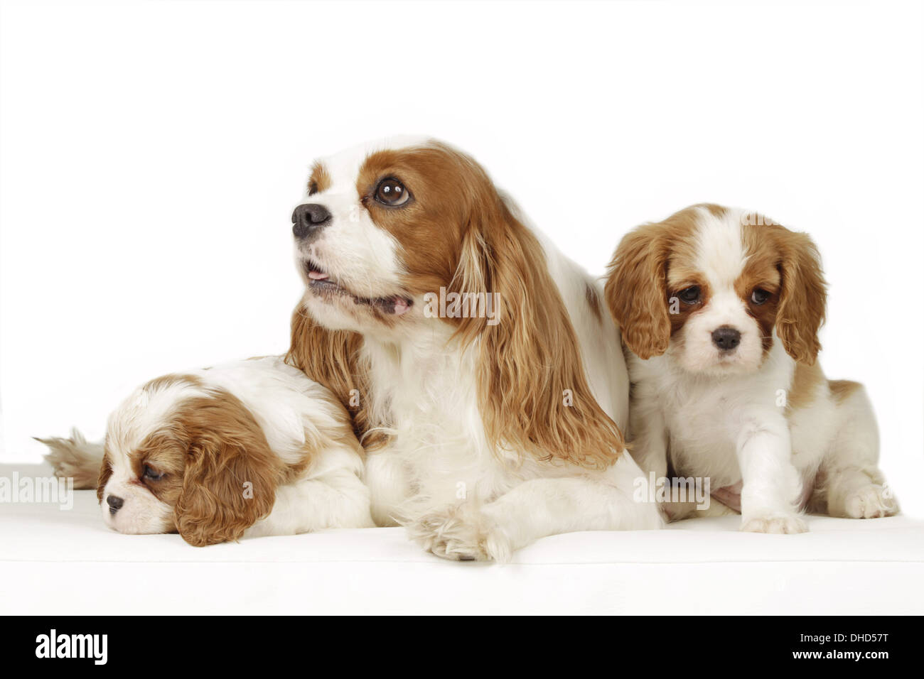 Cavalier King Charles madre con i cuccioli Foto Stock