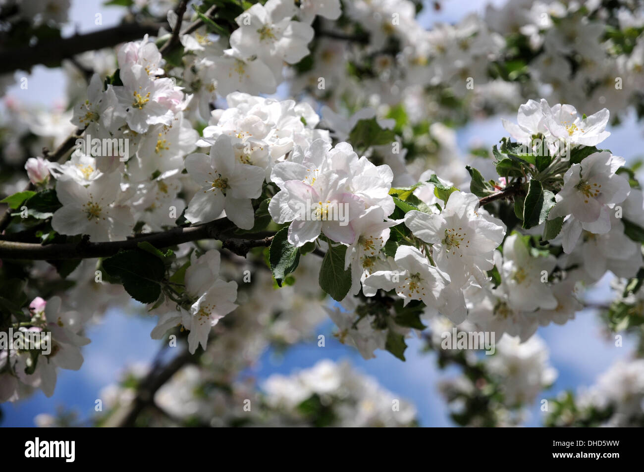 Fiori di melo Foto Stock