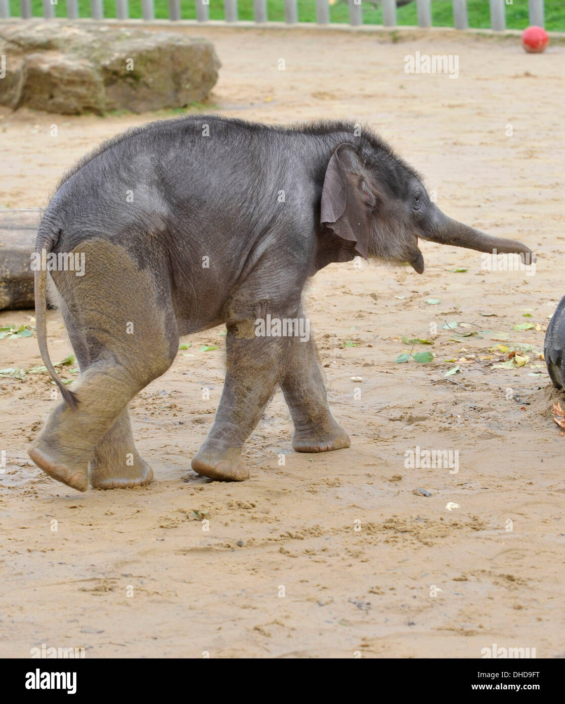 Dunstable, Bedfordshire, Regno Unito. 7 Nov, 2013. ZSL Whipsnade Zoo trumpeting è un marchio nuovo arrivo - una pietra 20 elefante Asiatico polpaccio. Tre settimane di Max è nato alle 5 del mattino del 12 ottobre a seconda volta mamma Karishma, misurazione di tre metri di altezza e peso di una lauta 129.5kg. Brian Jordan/Alamy Live News . Foto Stock