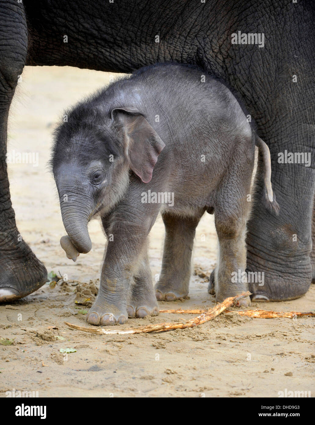 Dunstable, Bedfordshire, Regno Unito. 7 Nov, 2013. ZSL Whipsnade Zoo trumpeting è un marchio nuovo arrivo - una pietra 20 elefante Asiatico polpaccio. Tre settimane di Max è nato alle 5 del mattino del 12 ottobre a seconda volta mamma Karishma, misurazione di tre metri di altezza e peso di una lauta 129.5kg. Brian Jordan/Alamy Live News . Foto Stock