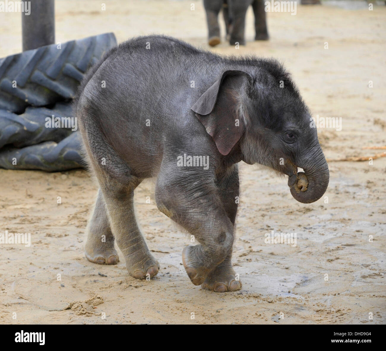 Dunstable, Bedfordshire, Regno Unito. 7 Nov, 2013. ZSL Whipsnade Zoo trumpeting è un marchio nuovo arrivo - una pietra 20 elefante Asiatico polpaccio. Tre settimane di Max è nato alle 5 del mattino del 12 ottobre a seconda volta mamma Karishma, misurazione di tre metri di altezza e peso di una lauta 129.5kg. Brian Jordan/Alamy Live News . Foto Stock