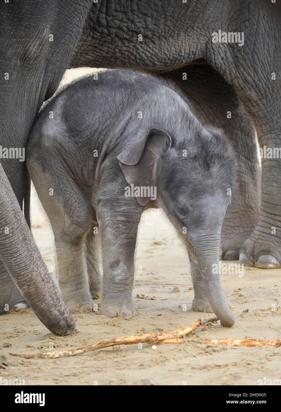 Dunstable, Bedfordshire, Regno Unito. 7 Nov, 2013. ZSL Whipsnade Zoo trumpeting è un marchio nuovo arrivo - una pietra 20 elefante Asiatico polpaccio. Tre settimane di Max è nato alle 5 del mattino del 12 ottobre a seconda volta mamma Karishma, misurazione di tre metri di altezza e peso di una lauta 129.5kg. Brian Jordan/Alamy Live News . Foto Stock