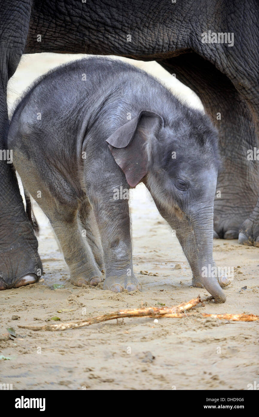 Dunstable, Bedfordshire, Regno Unito. 7 Nov, 2013. ZSL Whipsnade Zoo trumpeting è un marchio nuovo arrivo - una pietra 20 elefante Asiatico polpaccio. Tre settimane di Max è nato alle 5 del mattino del 12 ottobre a seconda volta mamma Karishma, misurazione di tre metri di altezza e peso di una lauta 129.5kg. Brian Jordan/Alamy Live News . Foto Stock