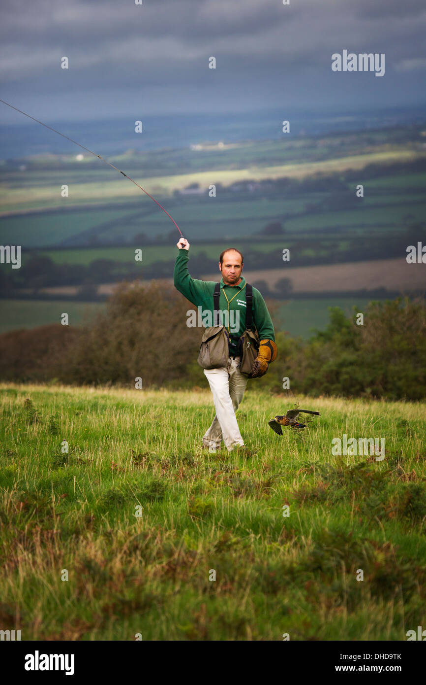 Un Falconer la sua formazione gli uccelli in westcountry REGNO UNITO Foto Stock
