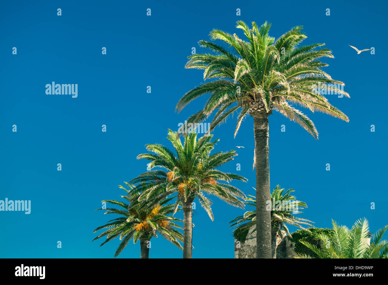 Palme su blu cielo privo di nuvole a Tarifa, Spagna. Foto Stock