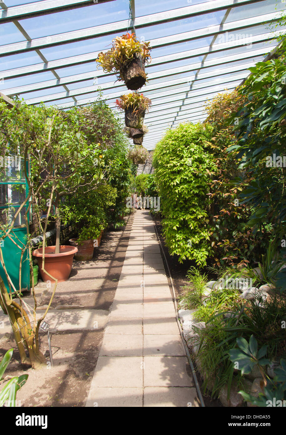 Interno della serra Foto Stock