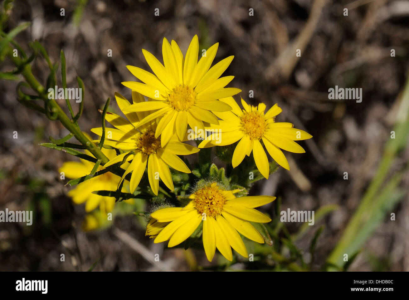 Assonnato Daisy (Xanthisma texanum) Foto Stock