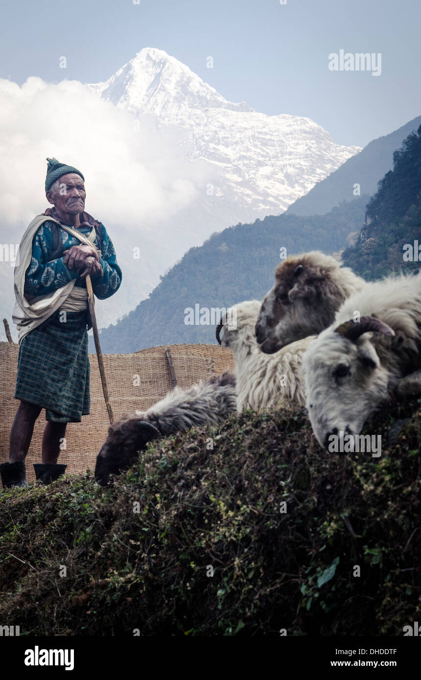 Un pastore e il suo gregge con Hiunchuli, 6441m, in background, Landruk, Annapurna Conservation Area, Nepal, Asia Foto Stock