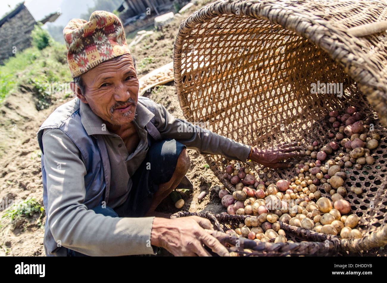 Un uomo raccoglie appena scavato nuova stagione di patate, vicino Thimbu, Helambu, Nepal, Asia Foto Stock