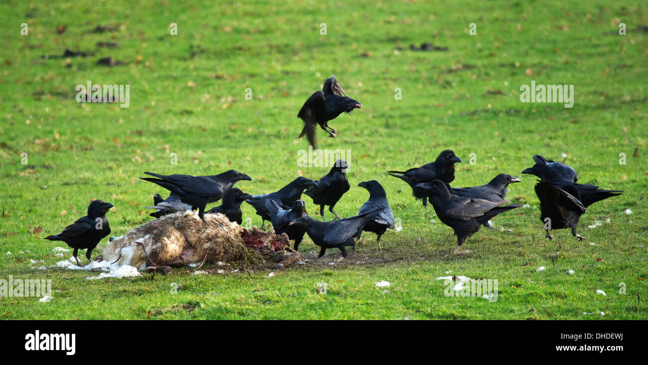 Corvi lavaggio su una pecora morta Foto Stock