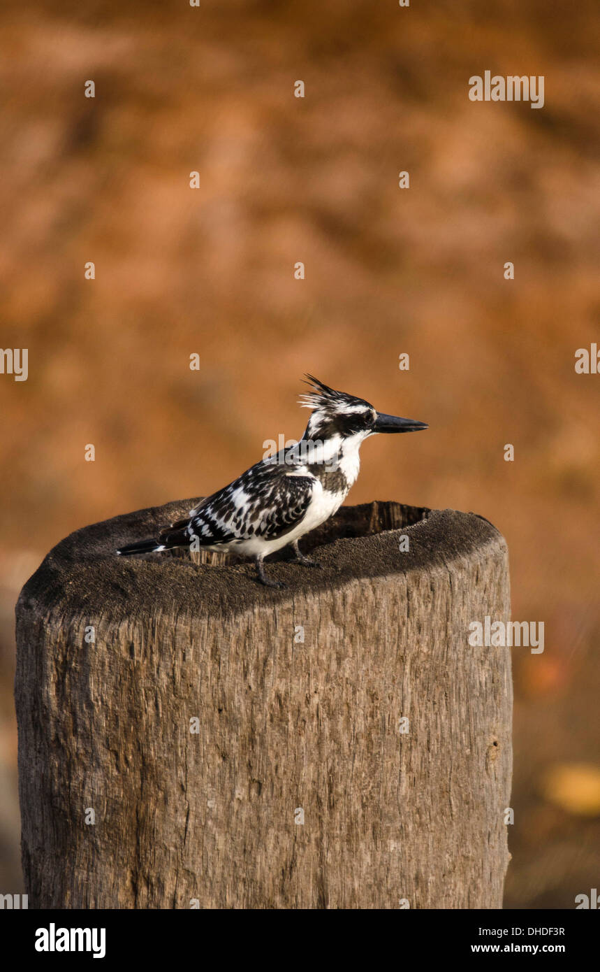 Pied Kingfisher (Ceryle rudis) Kotu Stream Gambia Africa occidentale Foto Stock