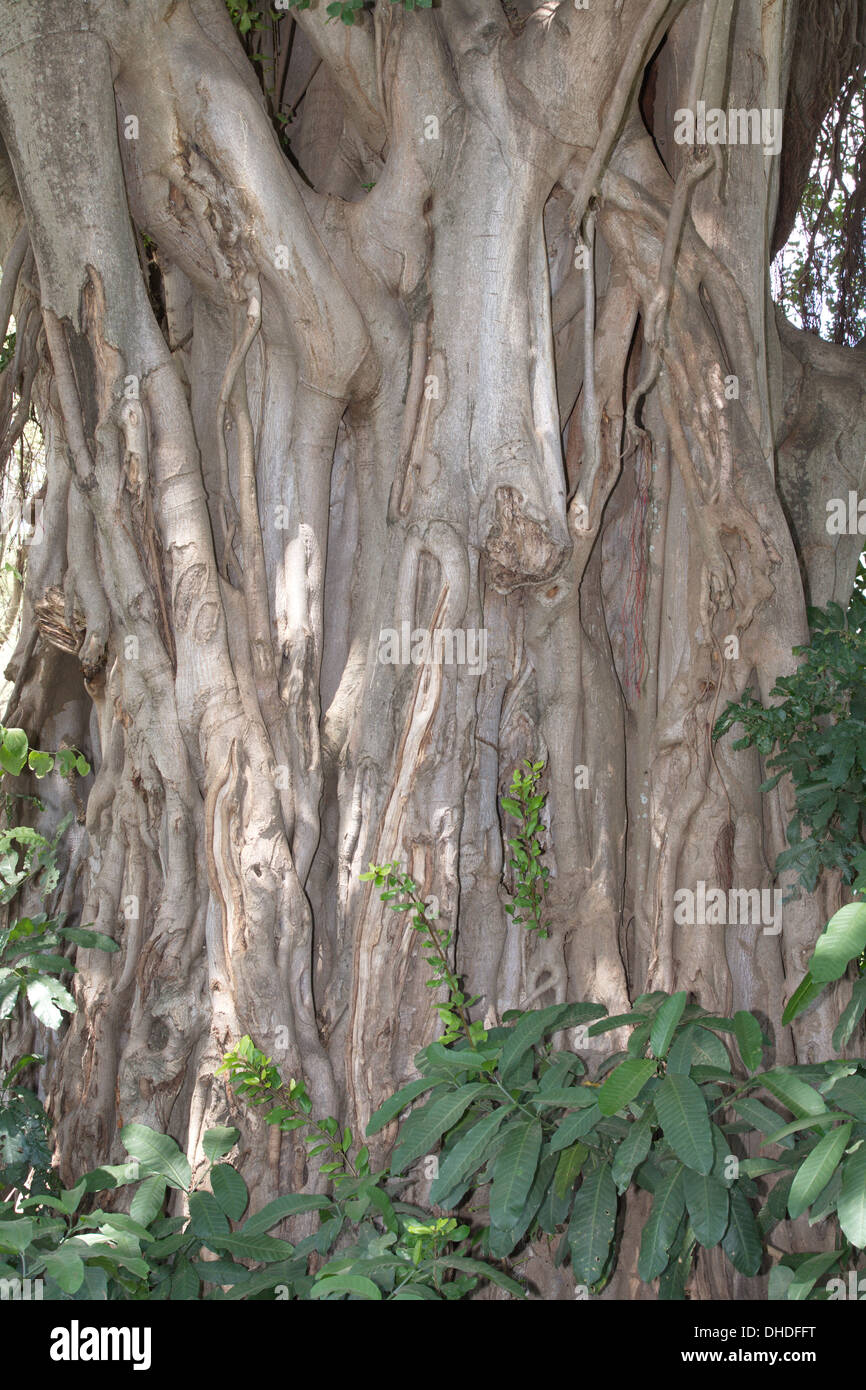 Close up gigante di fig tree trunk. Lake Manyara in Tanzania. L'Africa. Foto Stock