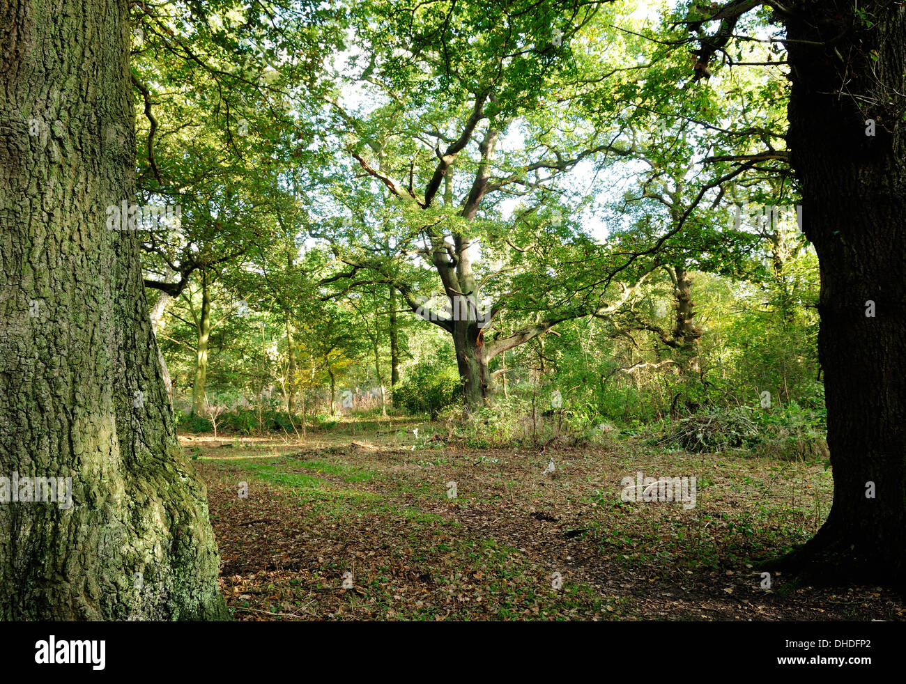 La Foresta di Sherwood, Notts, Regno Unito. Il 7 novembre 2013. In rovere e betulla in un inglese tradizionale con bosco e casa del folklore hero Robin Hood.In splendidi colori autunnali. Credito: Ian Francesco/Alamy Live News Foto Stock