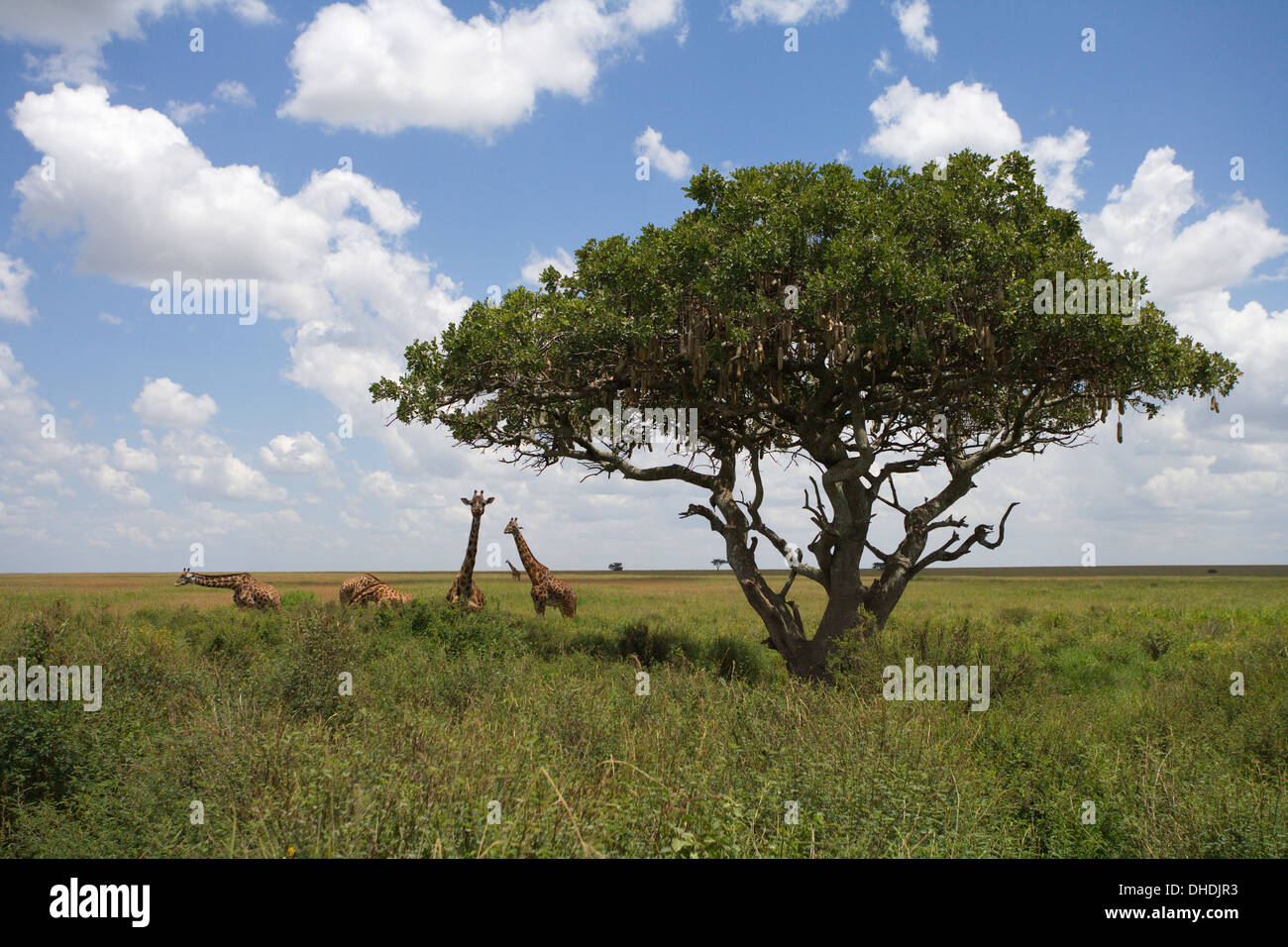 African giraffe pascolando vicino a un albero di salsiccia. Ndutu area della Tanzania. Foto Stock