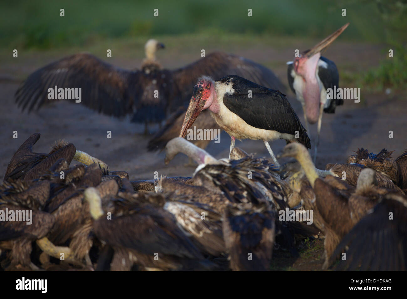 Il Marabou Stork (Leptoptilos crumeniferus) e avvoltoi stanno lottando per la carcassa. Ndutu, Tanzania. L'Africa. Foto Stock