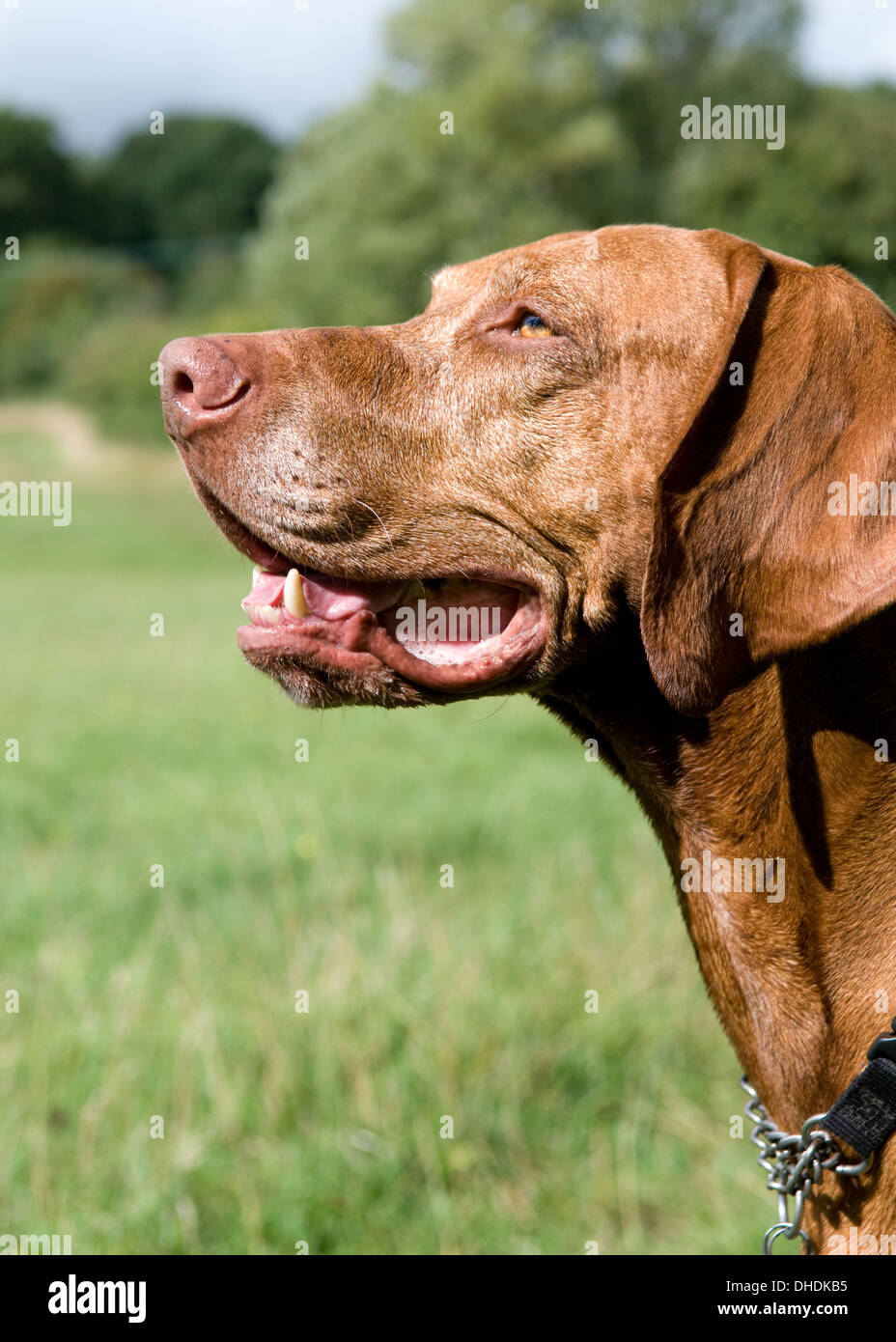 Colpo alla testa di Vizsla ungherese cane nel campo Foto Stock