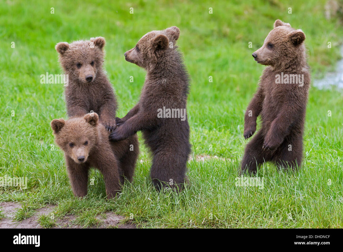 Quattro Eurasian orso bruno / Europea l'orso bruno (Ursus arctos arctos) cubs ritto sulle zampe posteriori in prati Foto Stock