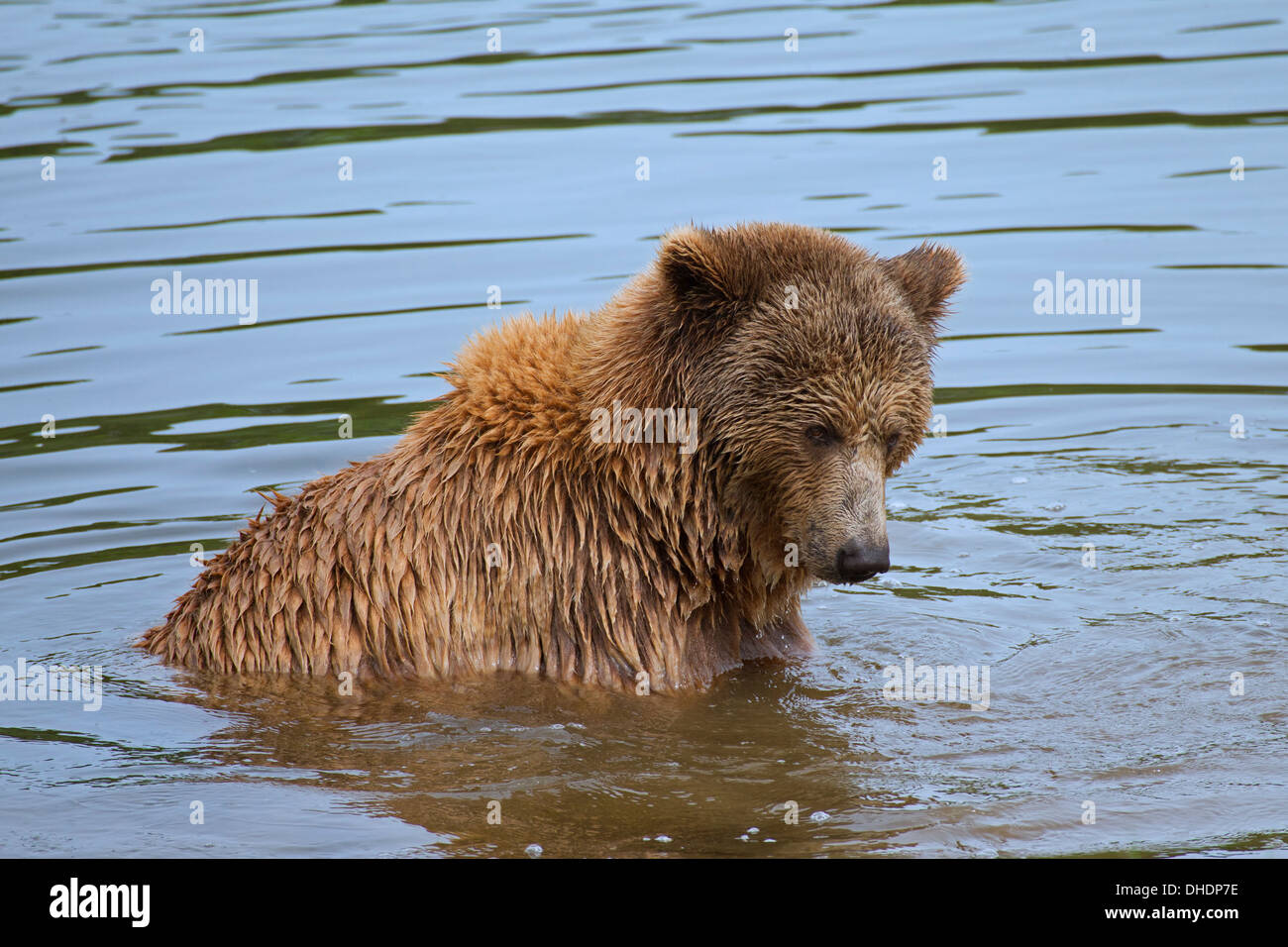 Eurasian orso bruno / Europea l'orso bruno (Ursus arctos arctos) la balneazione nelle acque del lago Foto Stock