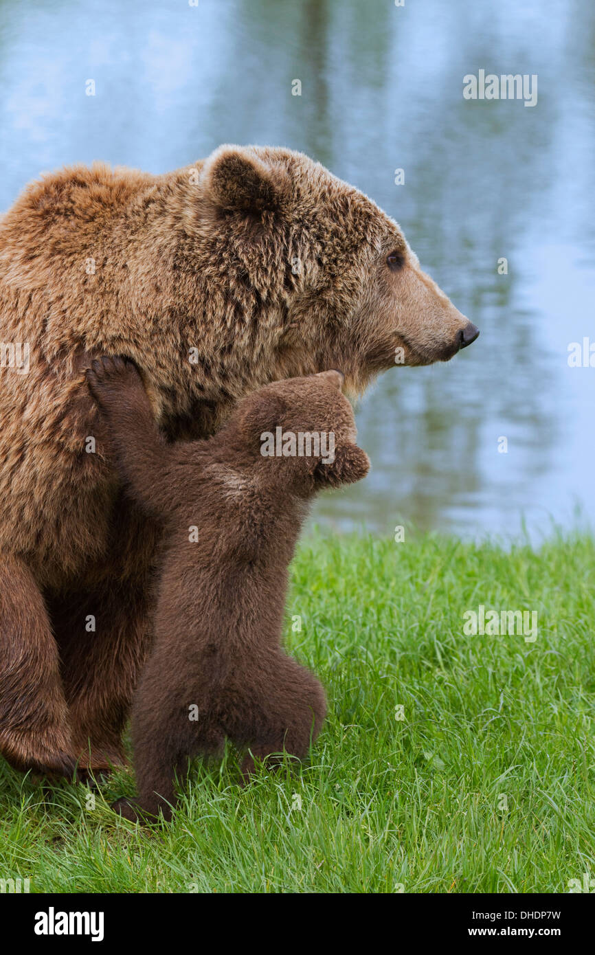 Eurasian orso bruno / Europea l'orso bruno (Ursus arctos arctos) madre con cub sulla riva del lago Foto Stock
