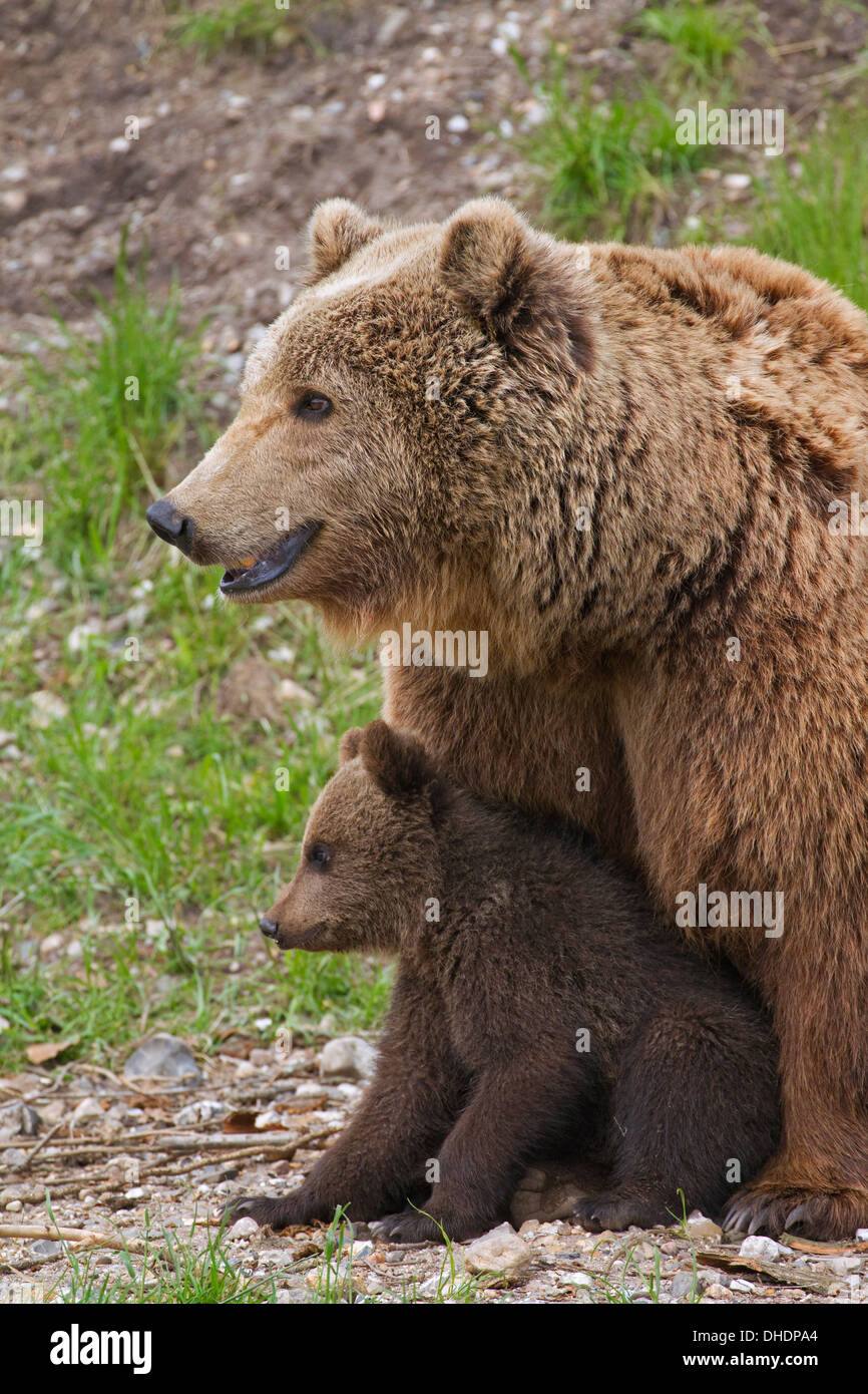 Eurasian orso bruno / Europea l'orso bruno (Ursus arctos arctos) madre con cub Foto Stock