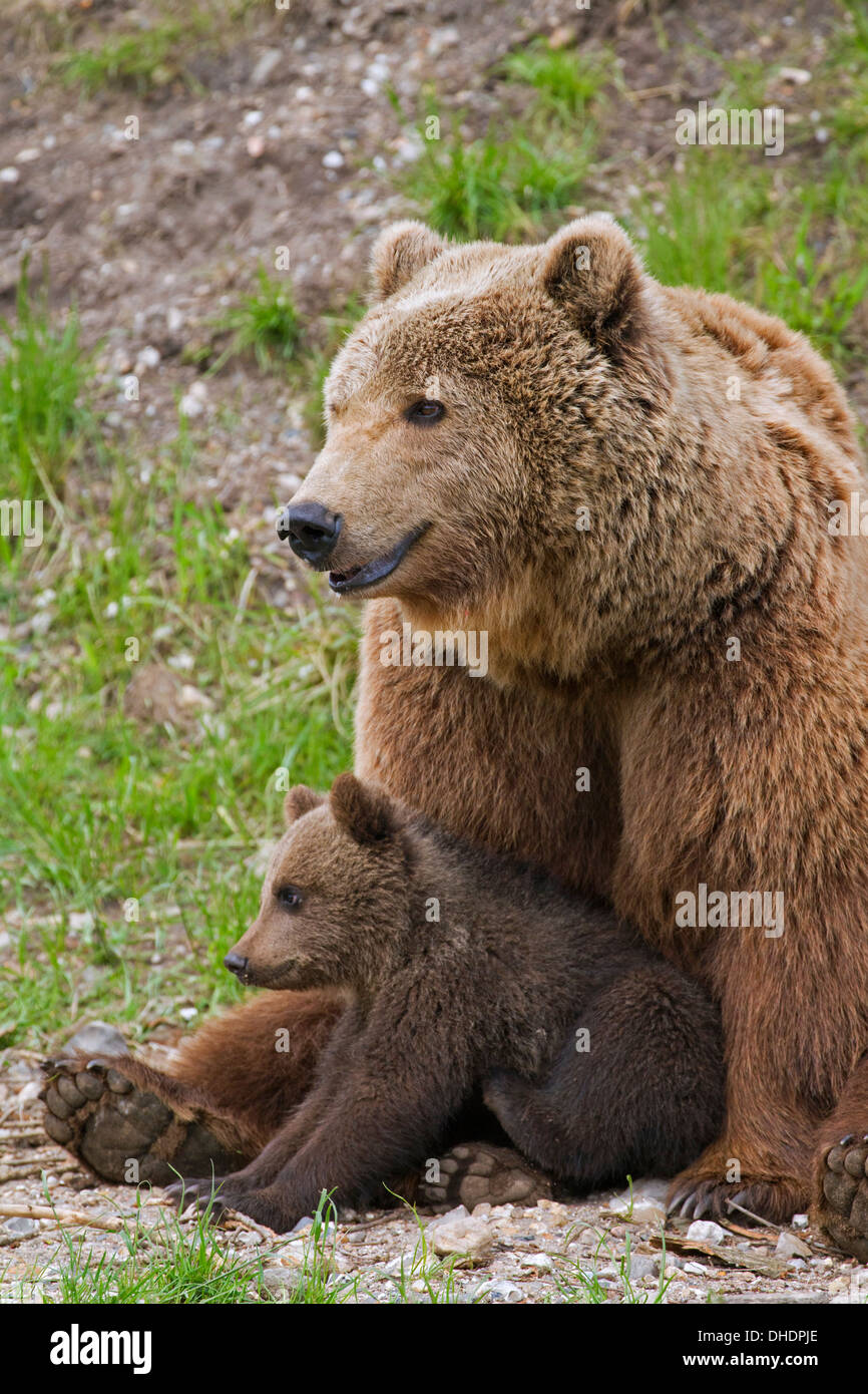 Eurasian orso bruno / Europea l'orso bruno (Ursus arctos arctos) madre con cub Foto Stock