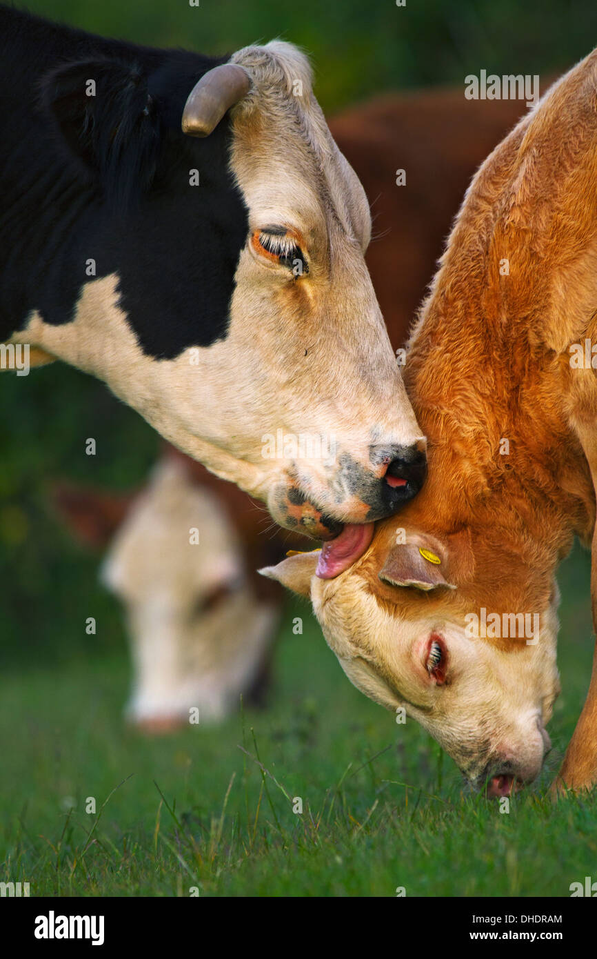 Una vacca di manzo leccare il suo vitello Foto Stock