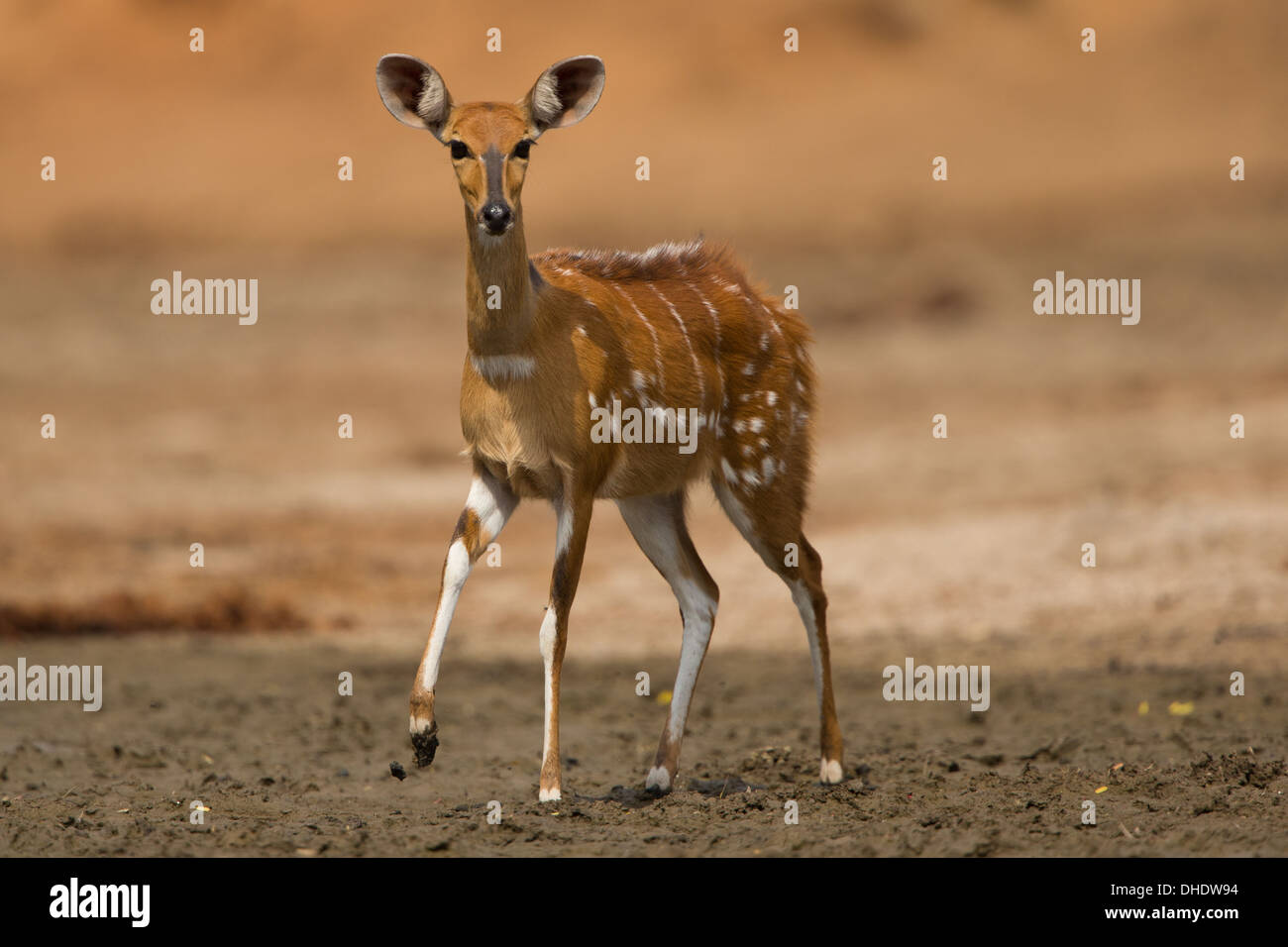 Femmina (Bushbuck Tragelaphus scriptus) guardando la fotocamera; una gamba sollevata Foto Stock