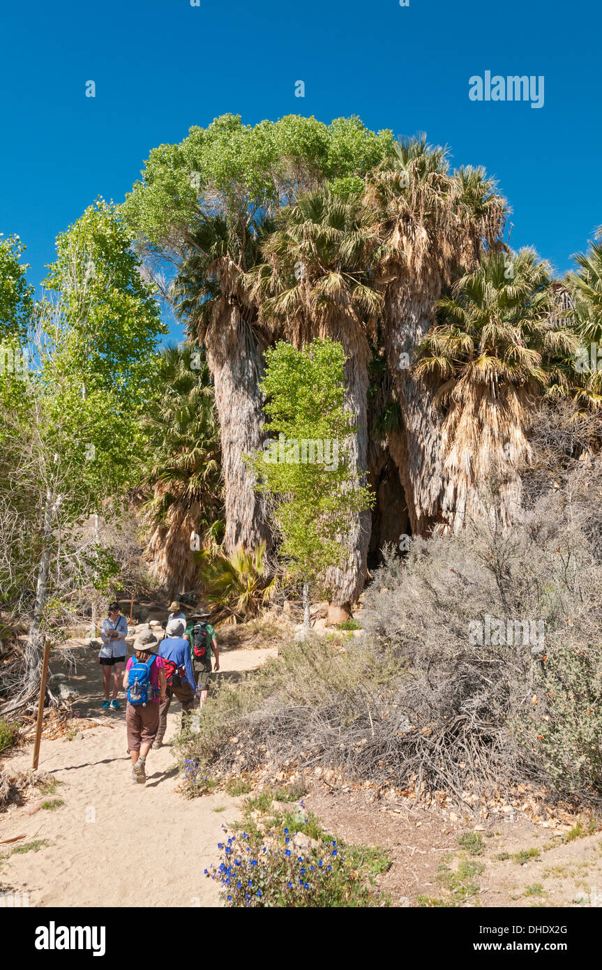 California, Joshua Tree National Park, pioppi neri americani molla, ventola California Palm & pioppi neri americani alberi Foto Stock