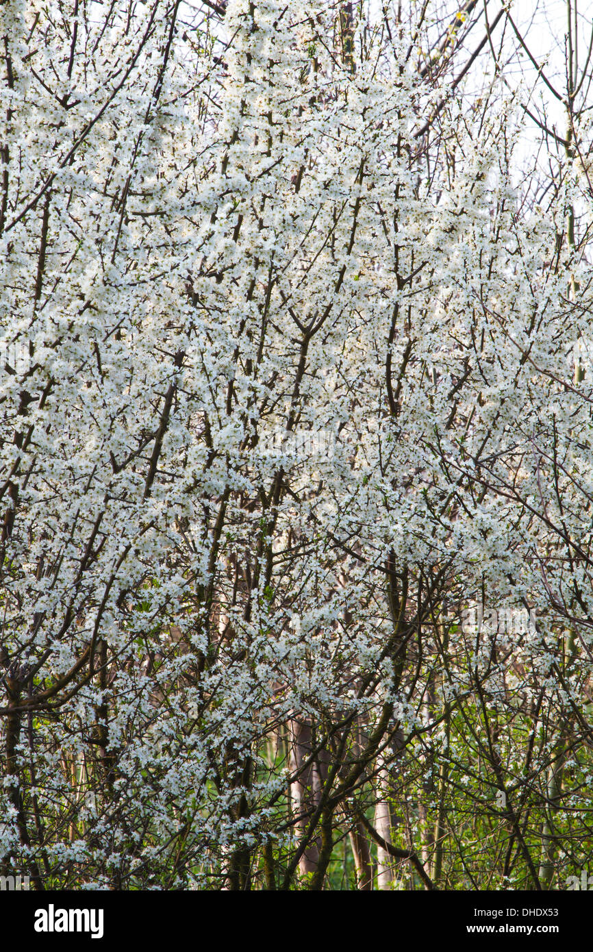 Fiore di Prugnolo Prunus spinosa Foto Stock