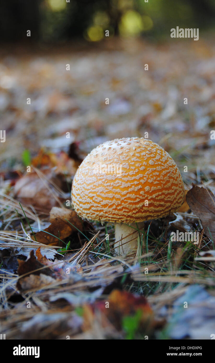 Primo piano di un fungo grazioso tra foglie di caduta. Foto Stock