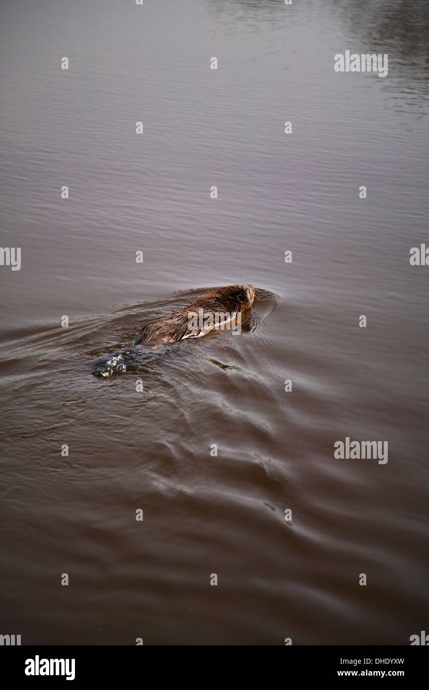 Castoro europeo,Casper piscina in fibra su un lago Foto Stock