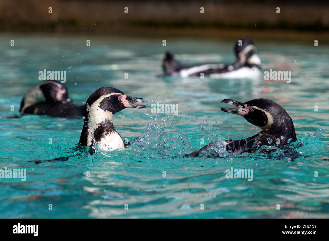 Pinguini Humboldt, lo Zoo di Londra, Inghilterra, Regno Unito. Foto Stock