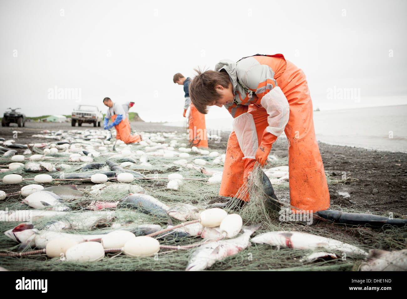 Commerciale di pescatori Setnet Pick salmone rosso da loro Setnets nella pesca di Villiage Ekuk vicino Dillingham, Nushagak Bay Foto Stock