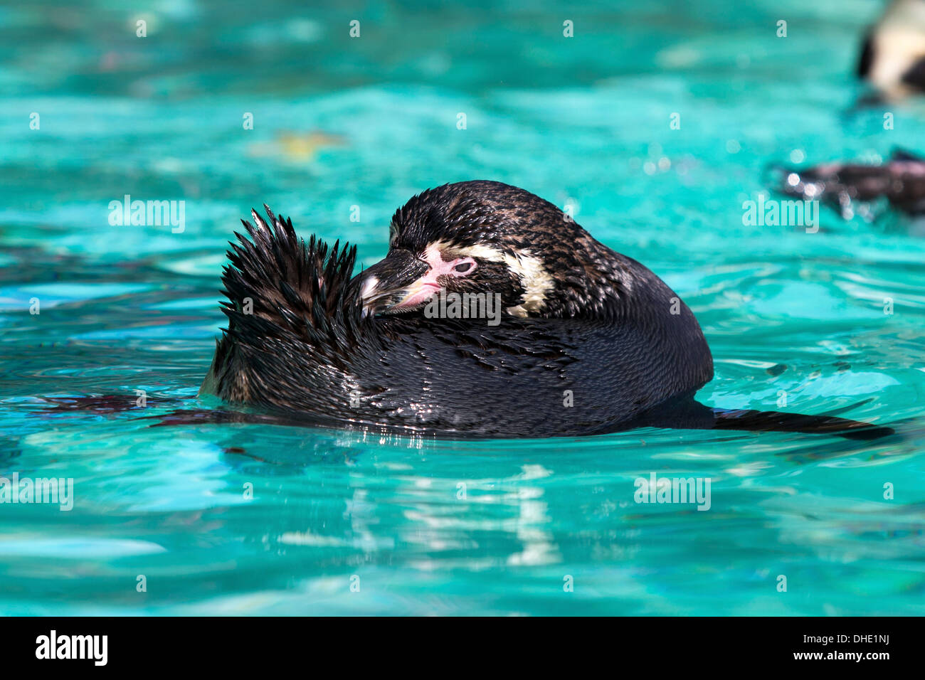 Pinguini Humboldt, lo Zoo di Londra, Inghilterra, Regno Unito. Foto Stock