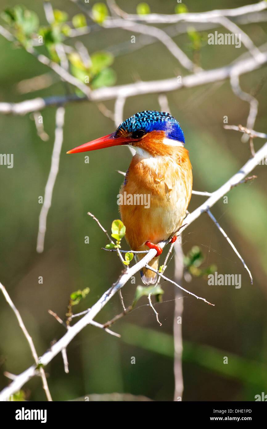 Malachite Kingfisher. Foto Stock