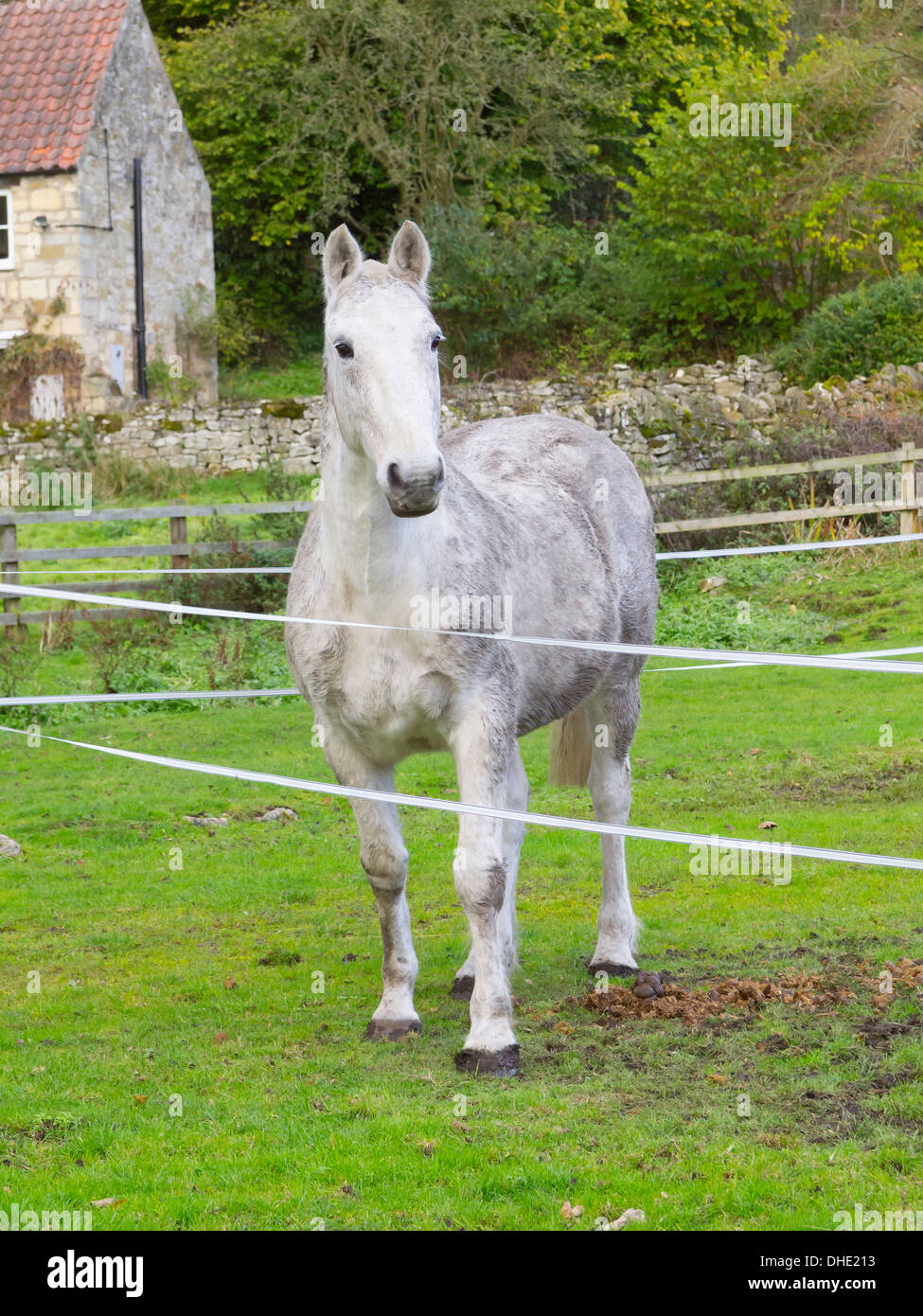 Un cavallo grigio in un paddock trattenuta da un recinto elettrico Foto Stock
