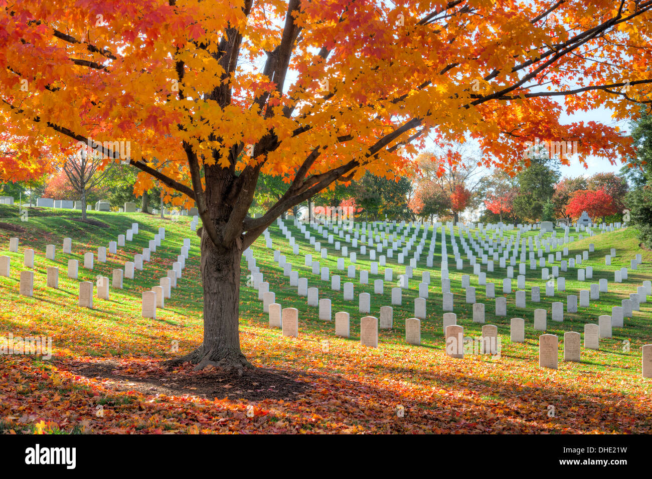 Alberi di acero aggiungere picchi di caduta di colore per motivi di Arlington il Cimitero Nazionale di Arlington, Virginia. Foto Stock