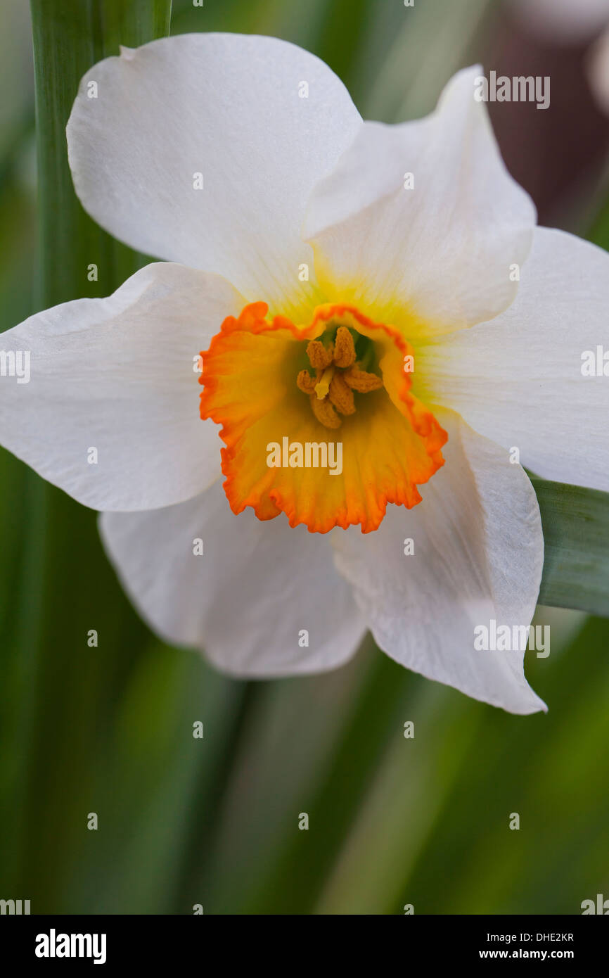 White Daffodil ( ) narcisi in fiore Foto Stock