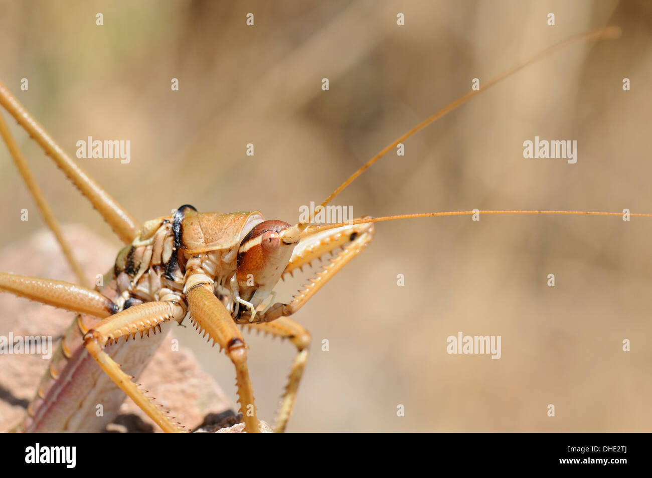 Close up di sezionatura dei Balcani cricket (Saga natoliae), il più grande di insetti predatori in Europa, toelettatura un piede anteriore, Samos Grecia. Foto Stock