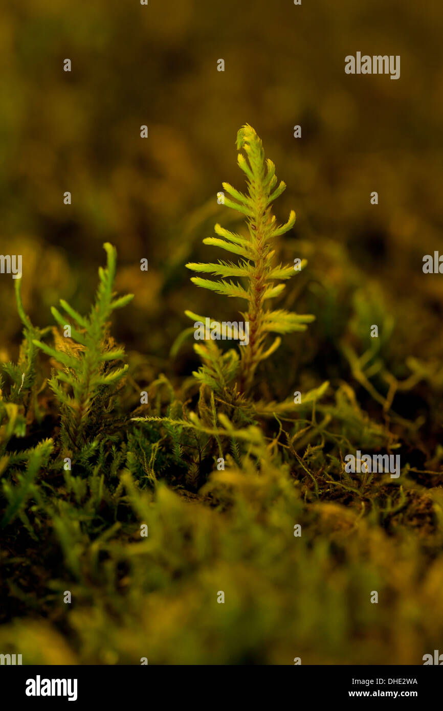 Mountain Fern moss (Hylocomium splenens) closeup - California USA Foto Stock