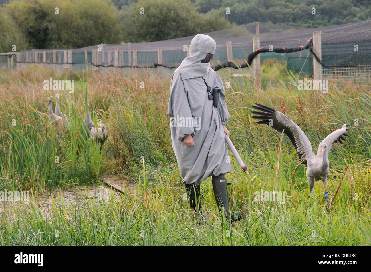 Giovani Comune / gru eurasiatica (grus grus) portato fuori dalla temporanea involucro reticolare dalla madre surrogata su livelli di Somerset. Foto Stock