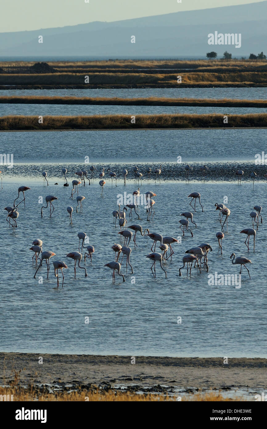 Maggiore fenicotteri (Phoenicopterus roseus) alimentazione a Kallini saline durante l'autunno periodo di migrazione, Lesbo, Grecia. Foto Stock