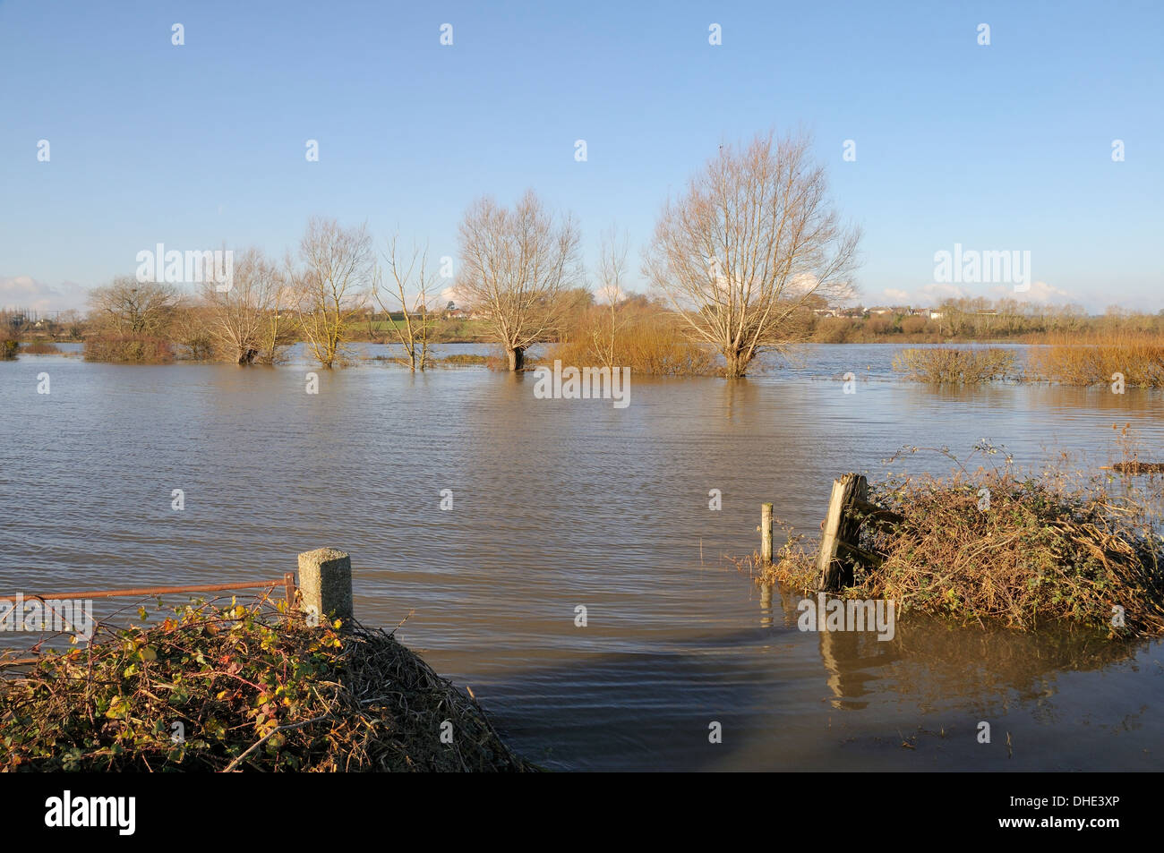 Inondati gateway, gli alberi di salice (Salix sp.) e pascoli sui livelli di Somerset dopo settimane di pioggia pesante, UK. Foto Stock