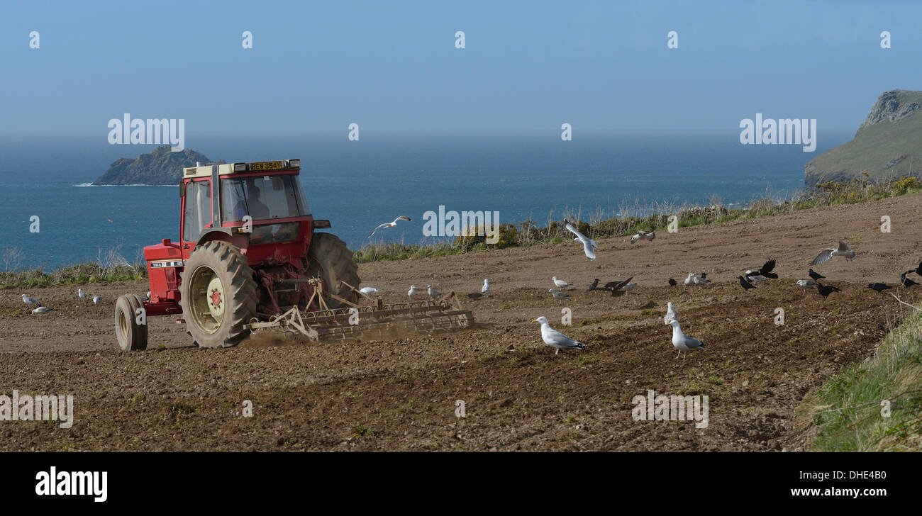 Gabbiani reali (Larus argentatus) e Rooks (Corvus frugilegus) a seguito di un trattore arare un campo clifftop, Cornwall, Regno Unito. Foto Stock