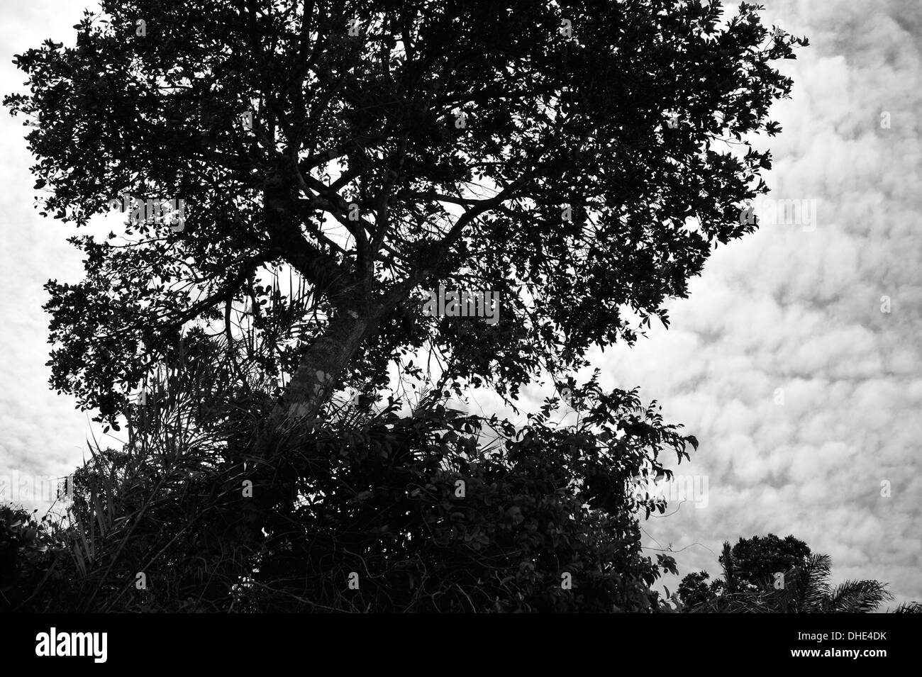 Regenwald, Pará, Brasilien. Foto Stock