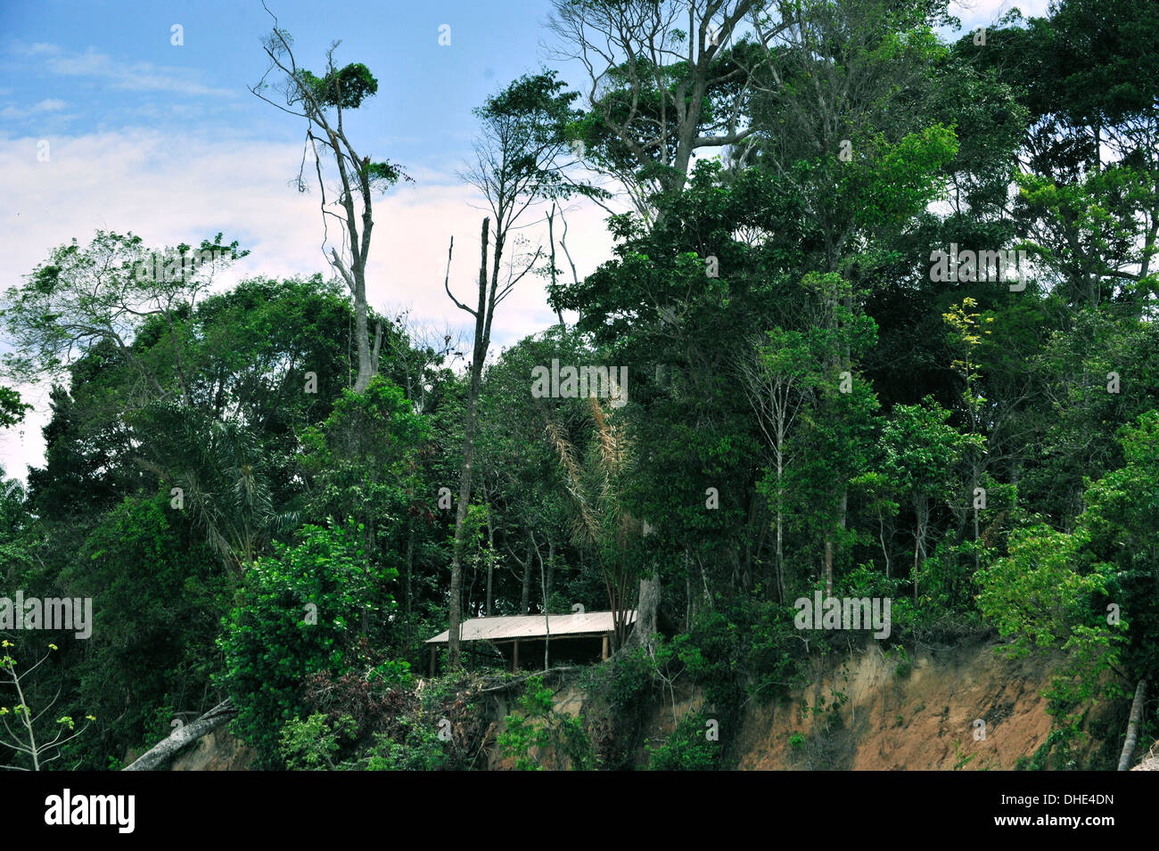 Regenwald, Pará, Brasilien. Foto Stock